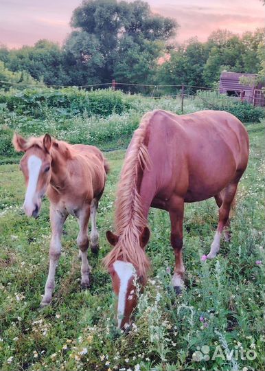 Кобыла с жеребенком