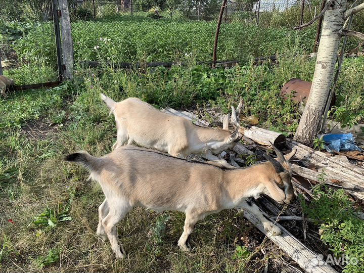 Козлики, козочки