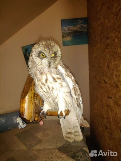 Чучело совы