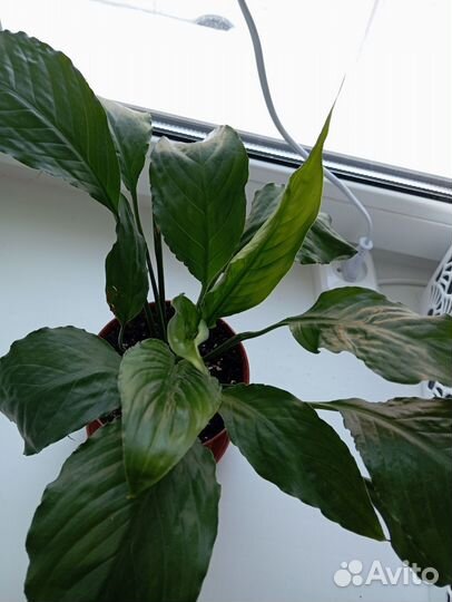 Спатифиллум Шопен