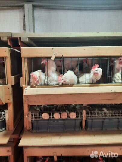 Домашнее яйцо, цыплята