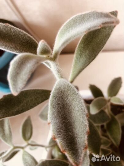 Кошачьи ушки суккулент