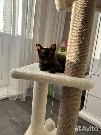 Бурманский котик