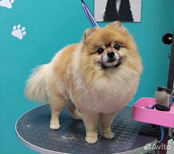 Грумер(стрижка, линька, гигиена для собак и кошек)