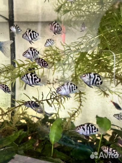 Аквариумные рыбки цихлиды