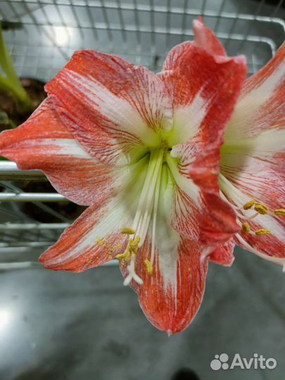 Гиппеаструм и амариллис миксы