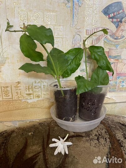 Редкие цветущие растения