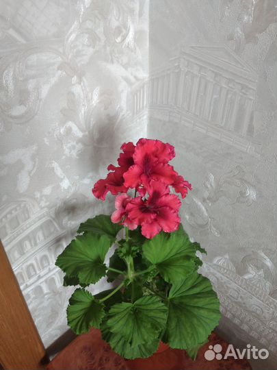 Пеларгония герань королевская