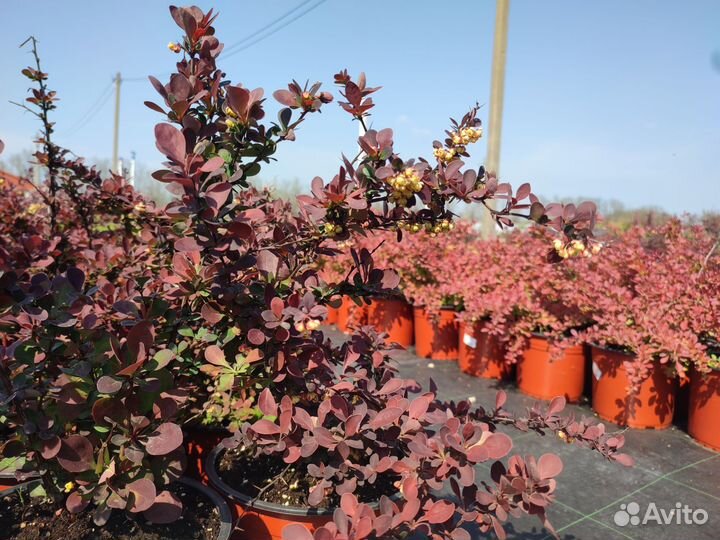 Барбарис Тунберга