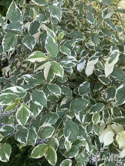 Пион Кора стаббс и другие растения для сада