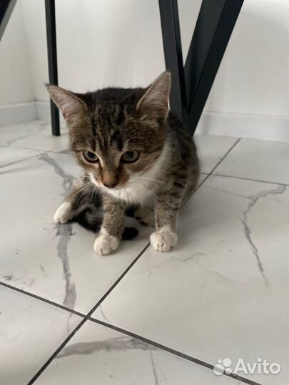 Котенок девочка 3 месяца