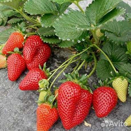 Рассада клубники