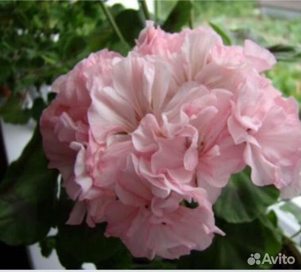 Пеларгония Claire сортовая герань