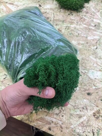 Мох ягель стабилизированный