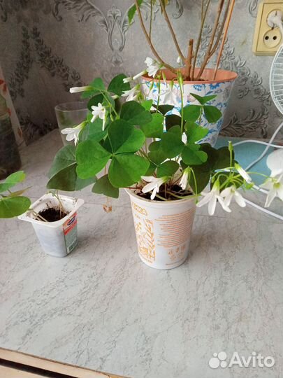 Кислица оксалис