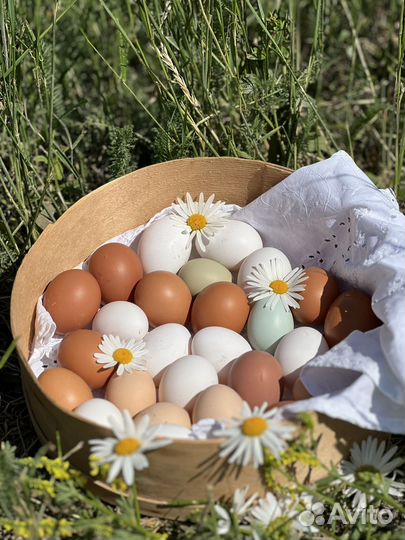 Яйцо фермерское домашнее куриное