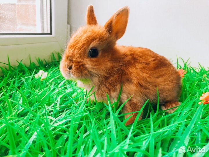 Карликовый кролик - рыжий и другие цвета
