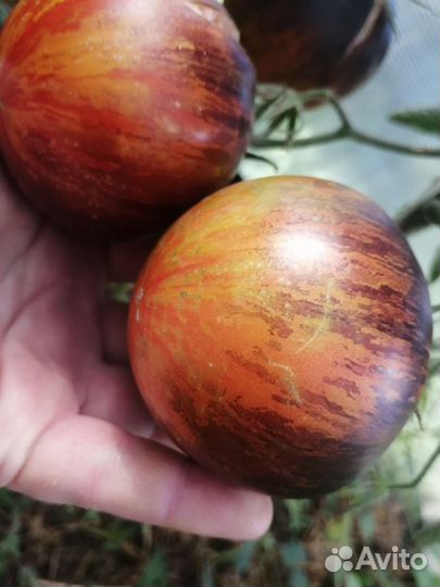 Семена сортовых помидор