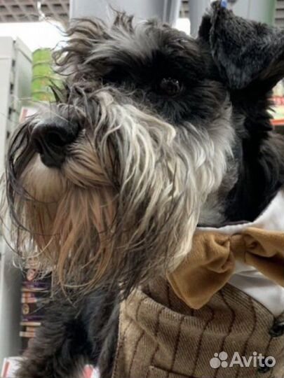 Цвергшнауцер вязка