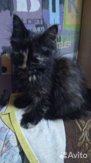 Котята в добрые руки бесплатно