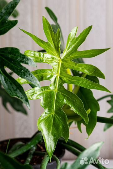 Филодендрон лучистый
