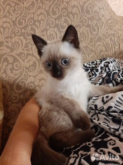 Котёнок мальчик