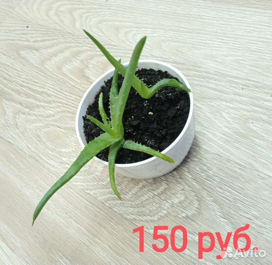 Плектрантус (мята), Алоэ, Каланхоэ лечебное