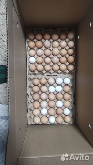 Инкубационное яйцо