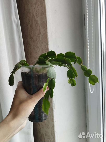 Декабрист Зигокактус розовый