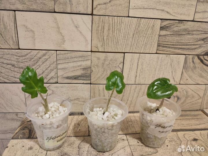 Алоказия брансифолия