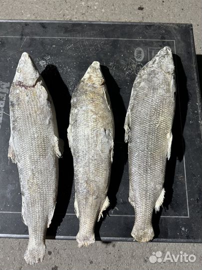 Рыба муксун с/м