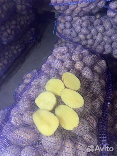 Продам картофель