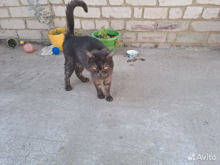 Котёнок в добрые руки бесплатно