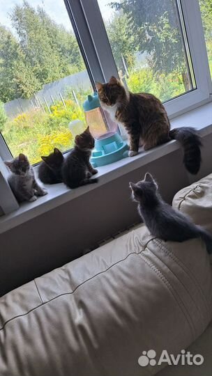 Красивые котята от умной кошки