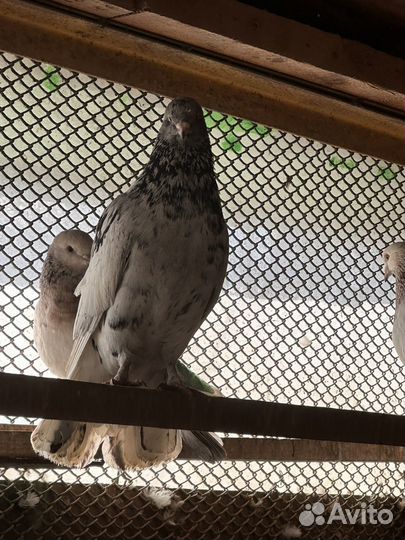 Бойные широкохвостые высоколетные голуби