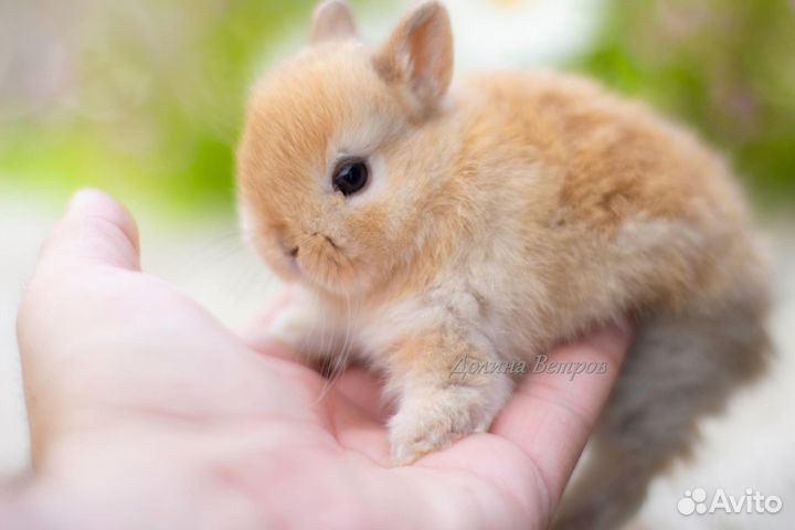 Кролик минор, девочка, желтого окраса