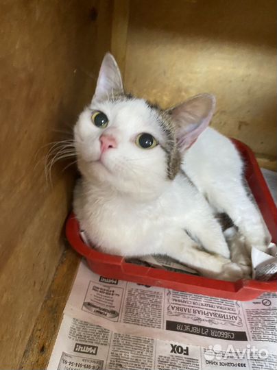 Котик в приюте