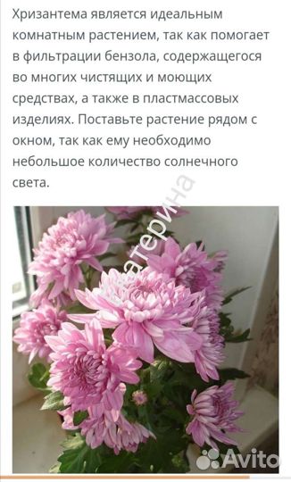 Хризантема комнатная