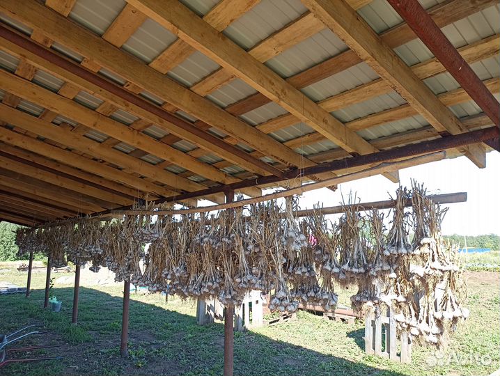 Чеснок качественный на разведение