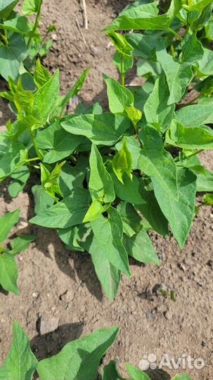 Вьюнок для садового декора