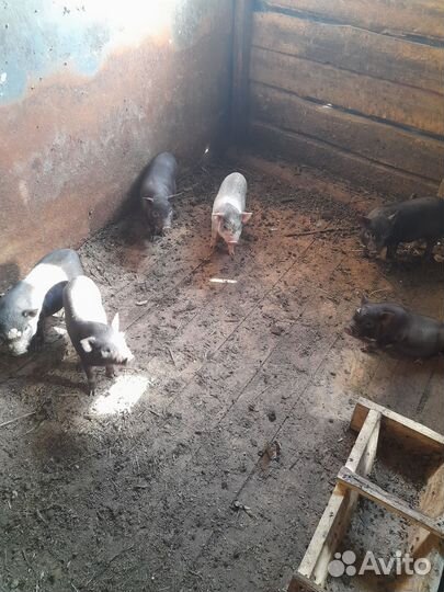 Поросята ветнамские (кармалы)