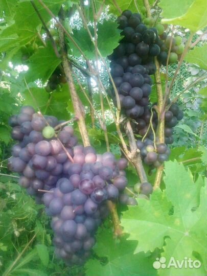 Все для сада и огорода