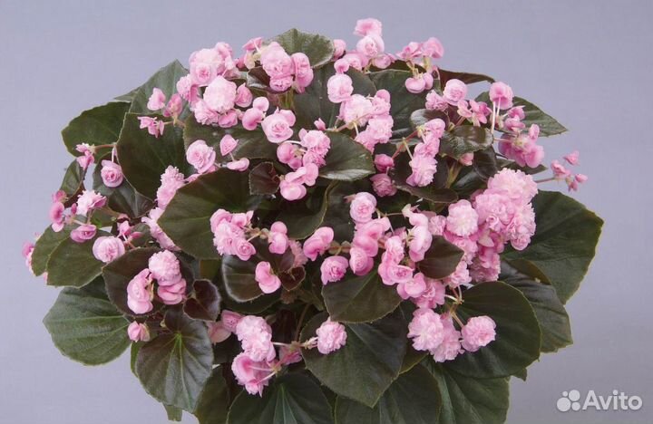 Вечноцветущая бегония доставка