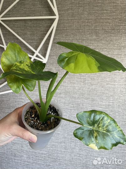 Домашние растения