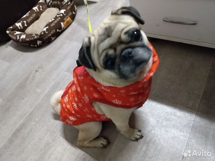 Продам мопса. Девочка 4 года