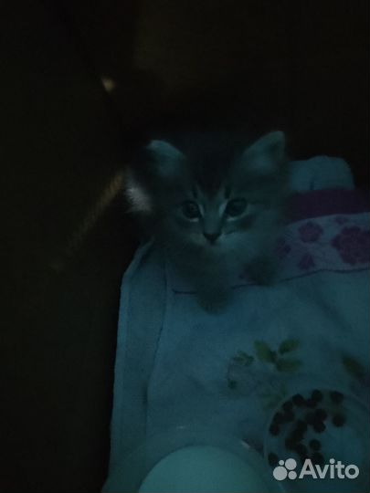 Кошечка в добрые руки