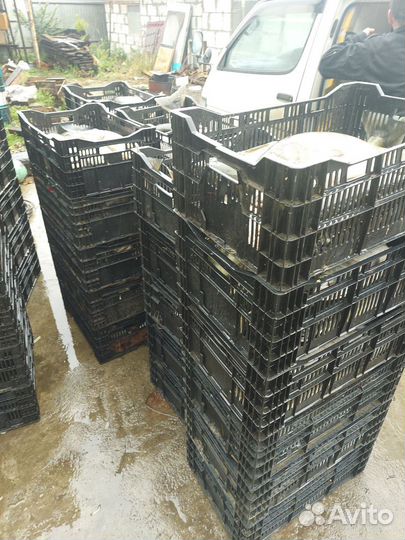 Кета свежий охложденая