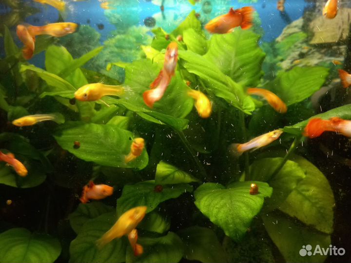 Рыбки гуппи белый блондин