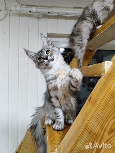 Котята Мейн Куна