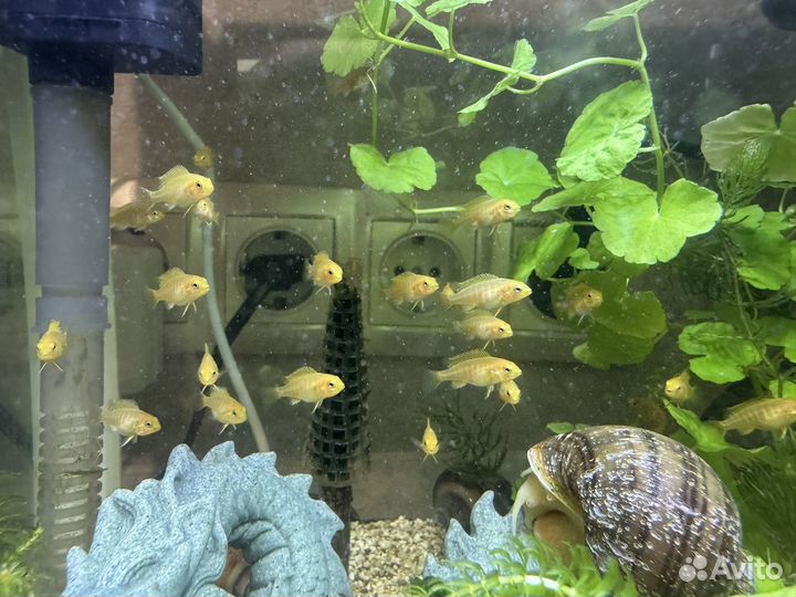 Лабидохромис Еллоу